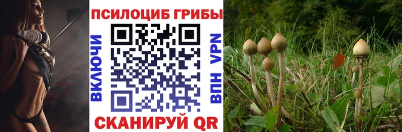 Купить  Чишмы  Галлюциногенные грибы Psilocybine cubensis 